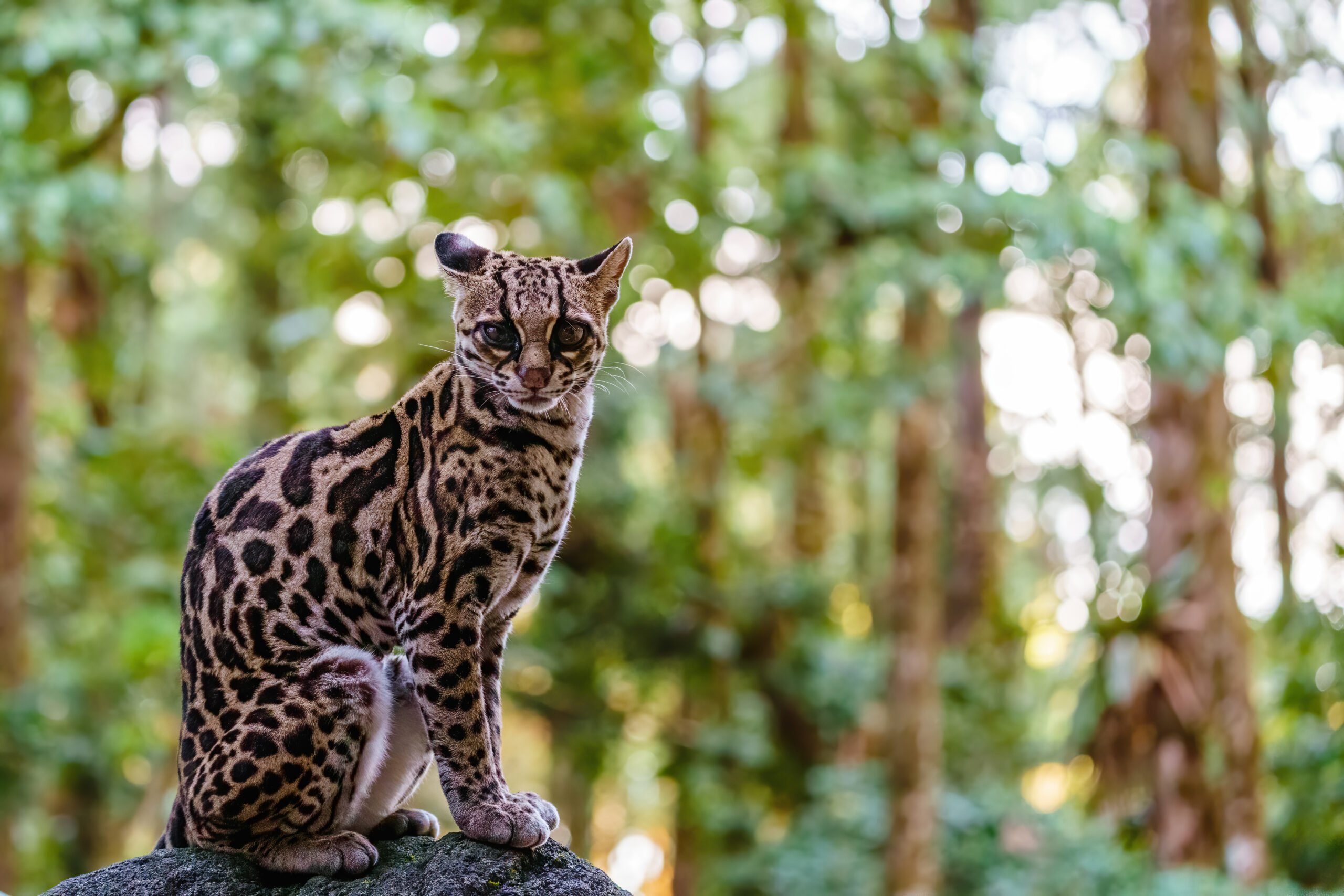 Female Margay (Leopardus wiedii) early morning in forest in Csot