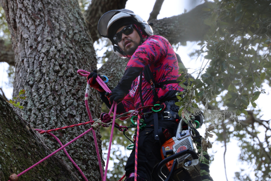 Person in safety gear climbing a large tree using ropes and a chainsaw, surrounded by branches and leaves.