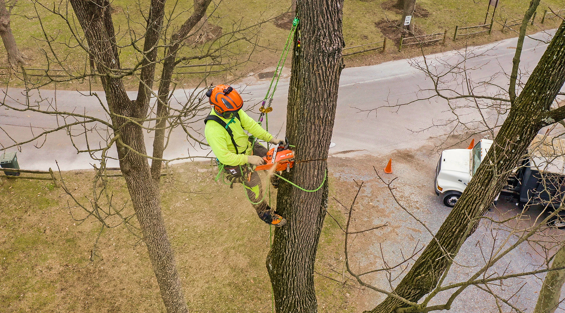 Arborist in safety gear using chainsaw to cut a tree limb while suspended high in a tree, truck and road below