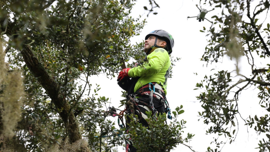 Arborist in safety gear climbing a tree surrounded by dense branches and leaves.