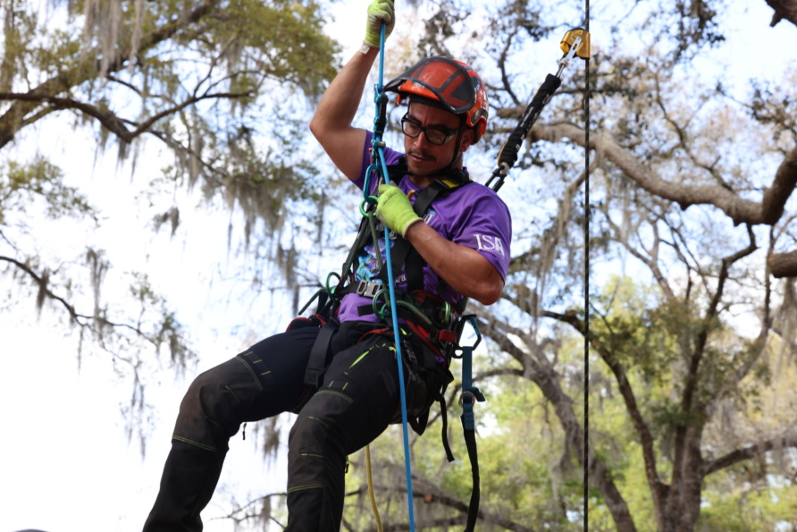 Person in safety gear climbing a tree using ropes and harness on a sunny day with trees in the background.