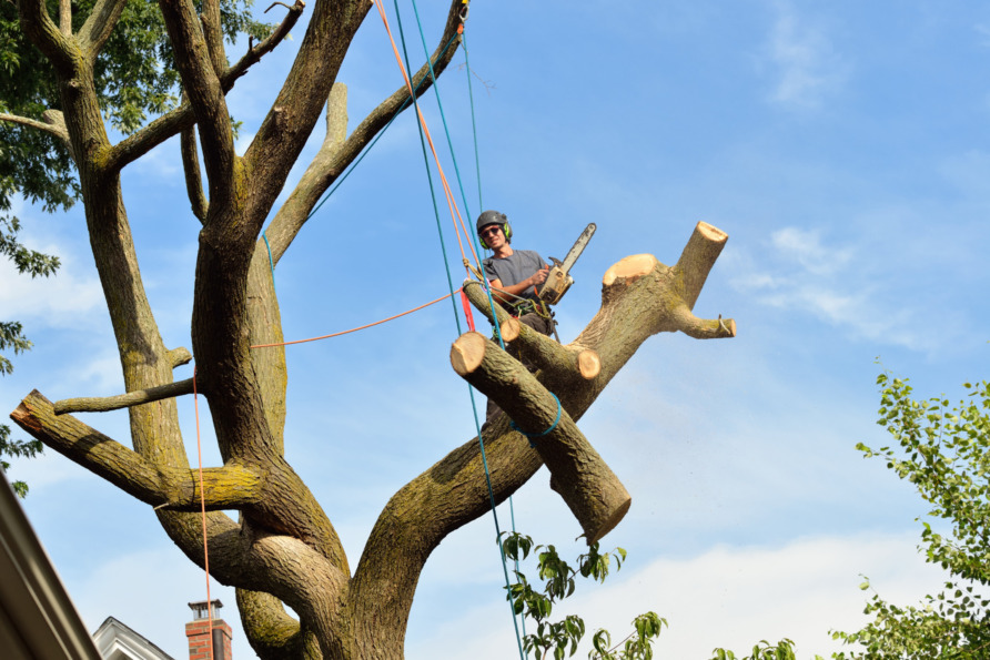 Arborist in safety gear using chainsaw to cut branches from a large tree on a sunny day.