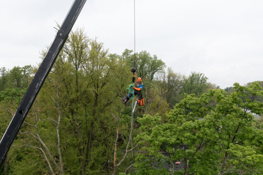 Arborist suspended from crane cutting tree branches against a backdrop of green trees and overcast sky