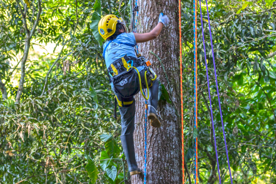 Person wearing safety gear climbing a tree in a lush forest using ropes and harnesses.