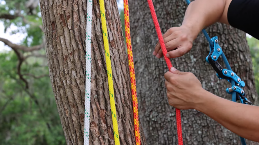 Person tying colorful ropes around a tree trunk in a forest setting.